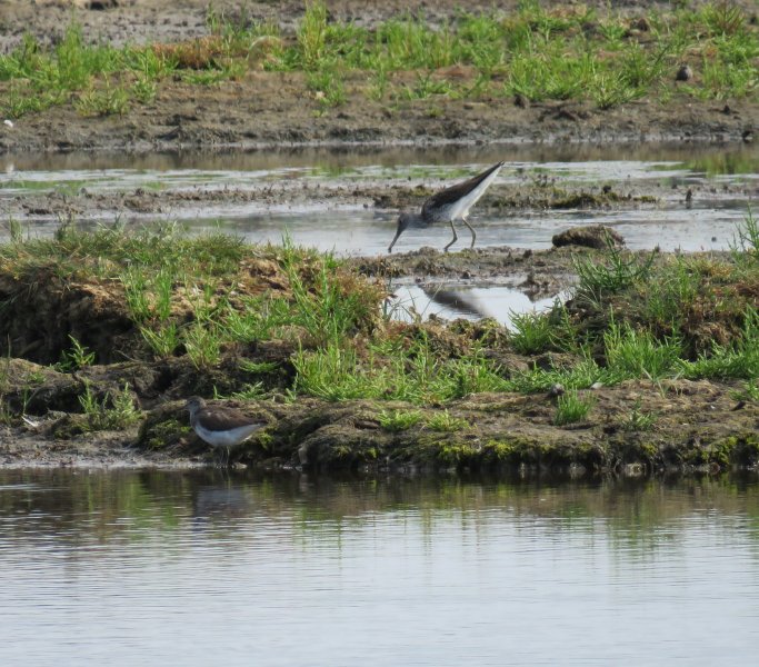 Igreen and green.JPG