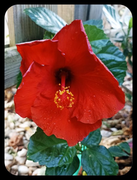 IHibiscus Red 11 Oct 21.jpg