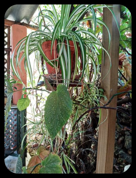 IJungle Room 20 Jun 22.jpg