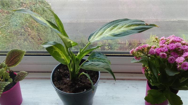 IMAG0021 (Custom).jpg