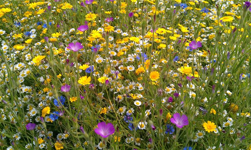 IMAG1529 (Custom).jpg