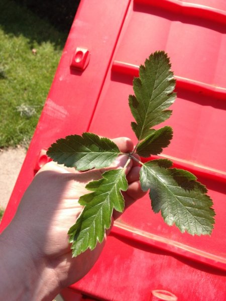 ImageUploadedByTapatalk 21370604058.204810.jpg