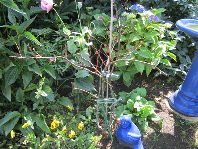 IMG_0065 (Small).JPG