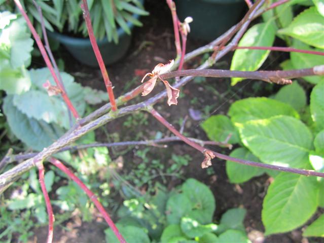 IMG_0067 (Small).JPG