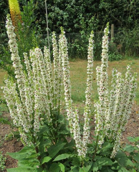 IMG_0227_Verbascum_chaixii.jpg