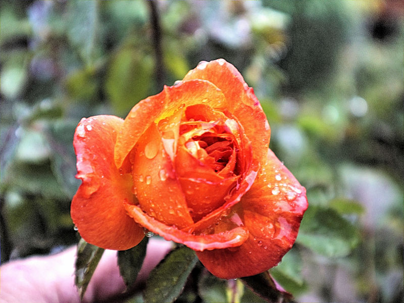 IMG_0547_Enhanced 2.jpg