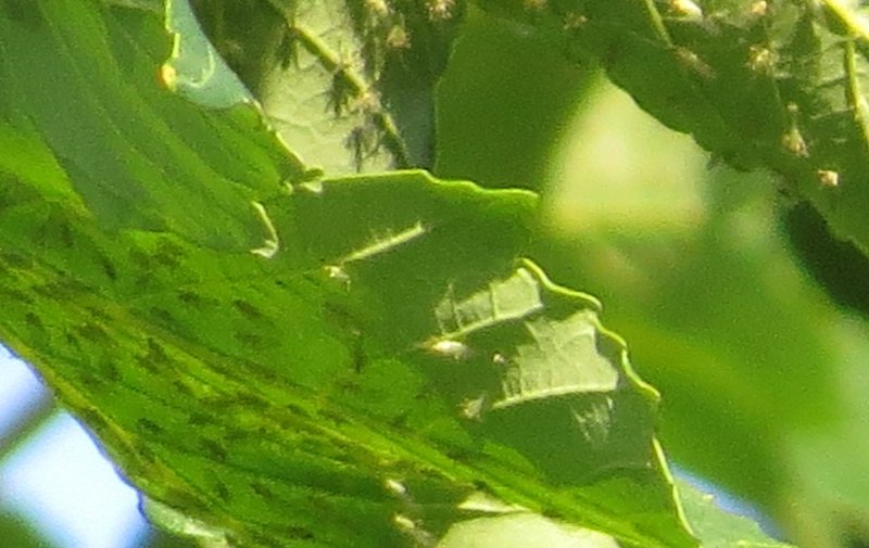 IMG_0586 cropped.jpg