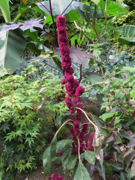 IMG_1031_Amaranthus_ElephantHead.jpg