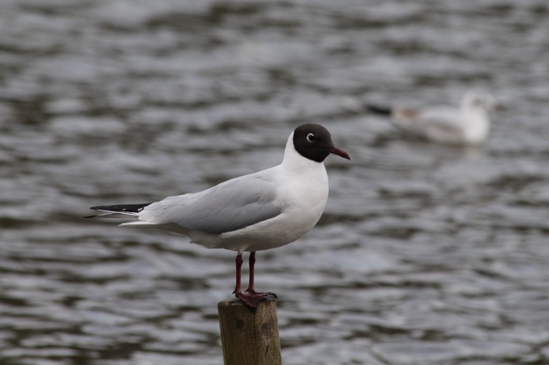 IMG_1103 (800x532).jpg