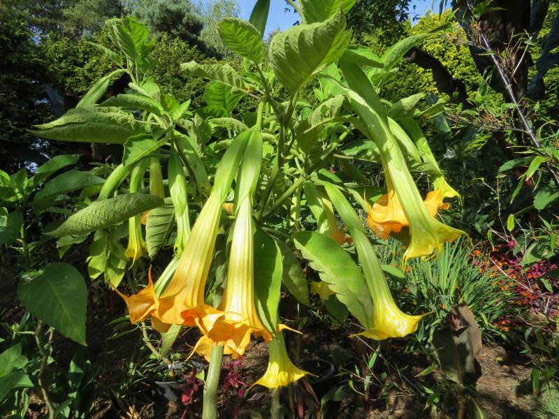 IMG_1105_ExoticBrugmansia.jpg
