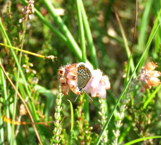 IMG_1280 SS BLUE.JPG