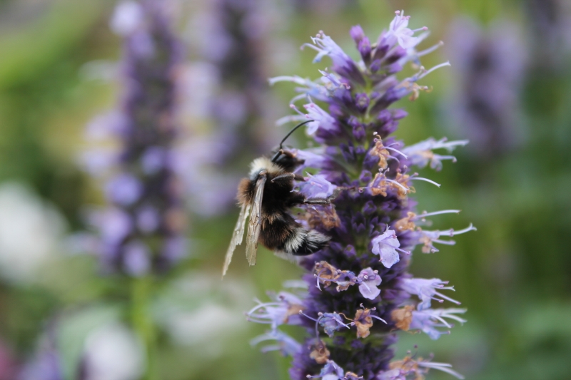 IMG_1656 (3) (800x533).jpg