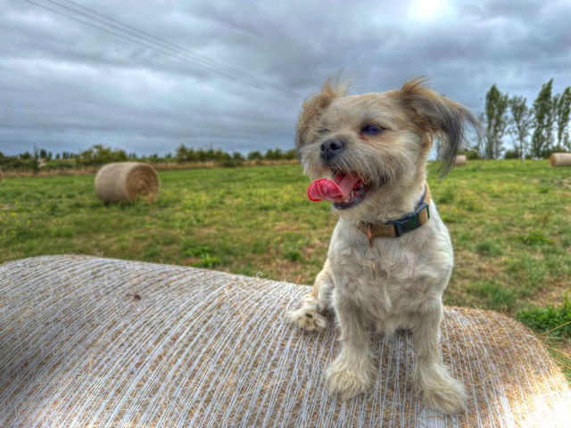 IMG_1672_Painterly 2.jpg