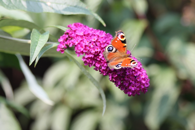 IMG_1725 (2) (800x533).jpg