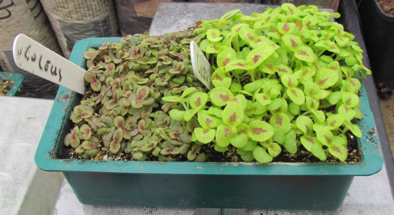 IMG_1941_ColeusSeedlings.jpg