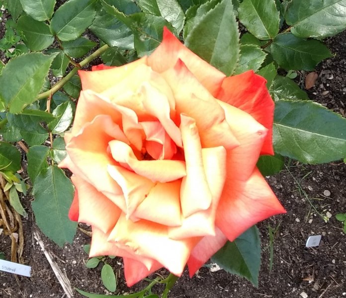 IMG_20180616_074413311 (2).jpg