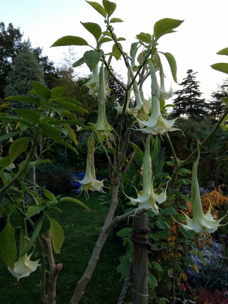 IMG_20181007_180746731 - Copy.jpg