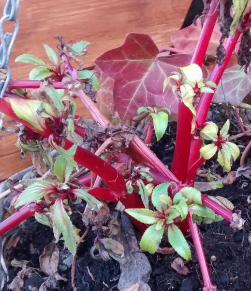 IMG_20181114_143153089 (2).jpg