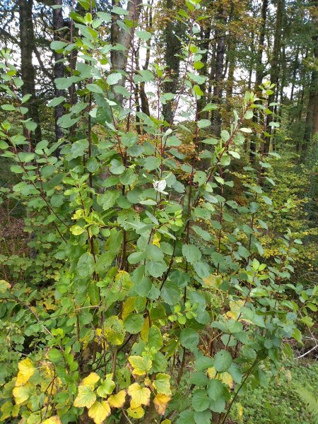 IMG_20191022_142146217 Small.jpg