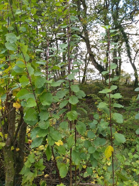 IMG_20191022_142203863 Small.jpg