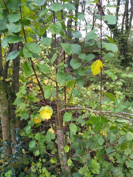 IMG_20191022_142213085 Small.jpg