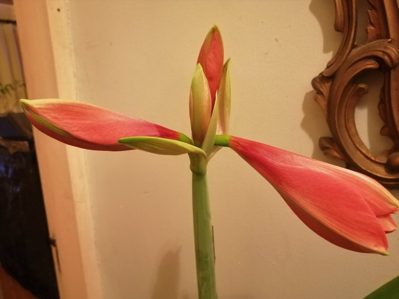 IMG_20210302_062551 (2).jpg