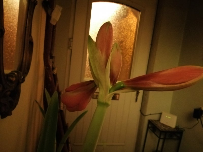 IMG_20210302_062613 (3).jpg