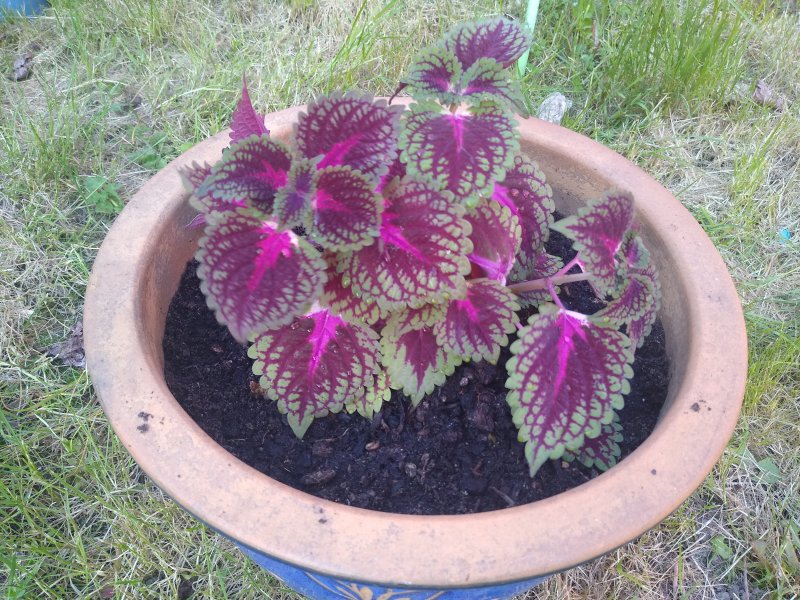 IMG_20230513_190658576 - Copy.jpg