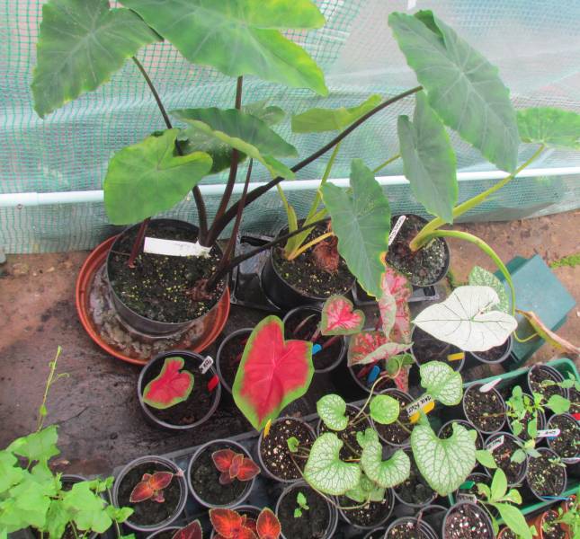 IMG_2317_ColocasciaCaladiums.jpg