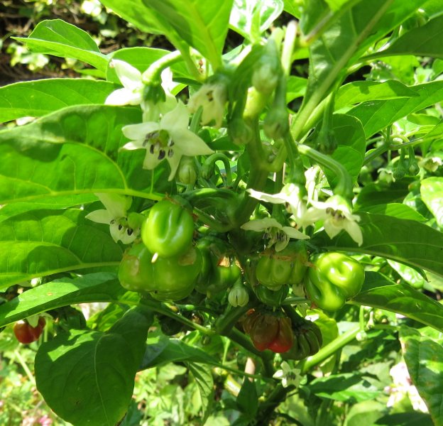 IMG_2339 crop chilli 1.jpg