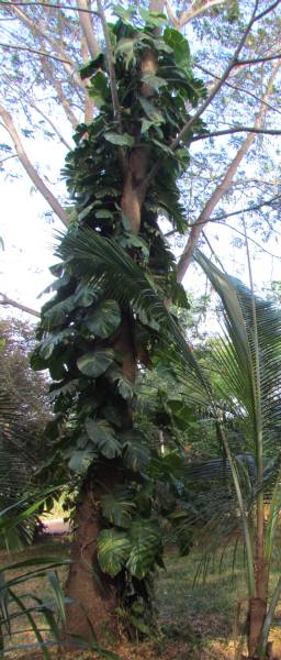 IMG_3508_Monstera.jpg