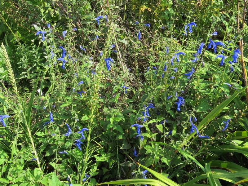 IMG_4966_SalviaOxfordBlue.jpg
