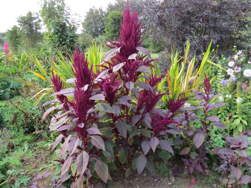 IMG_4988_Amaranthus.jpg