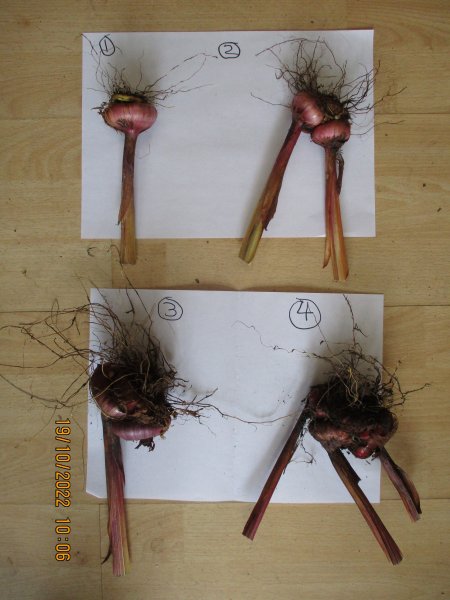 IMG_5967 - red size.JPG