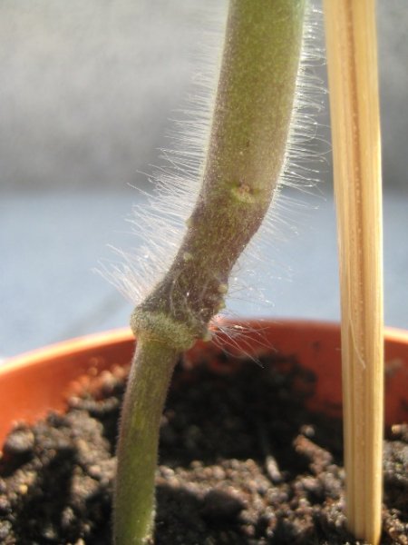 IMG_6428 Tomato grafted onto Aubergine roots.JPG