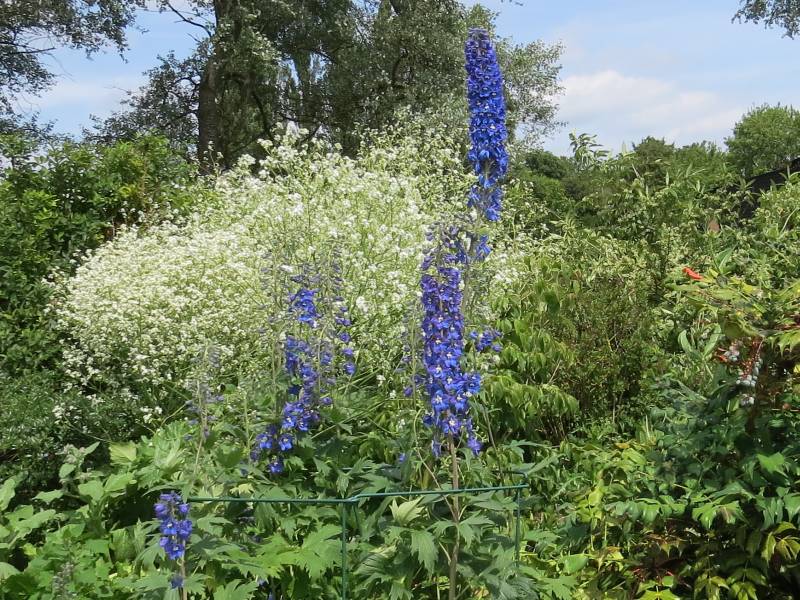 IMG_6896_CrambeCordifoliaAndDelphinium.jpg