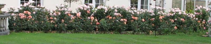 IMG_9351-53_Roses.jpg