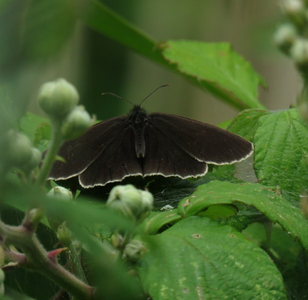 IMG_Ringlet.JPG