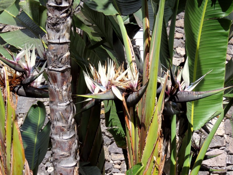 IMG_STEREL NICHOL.JPG