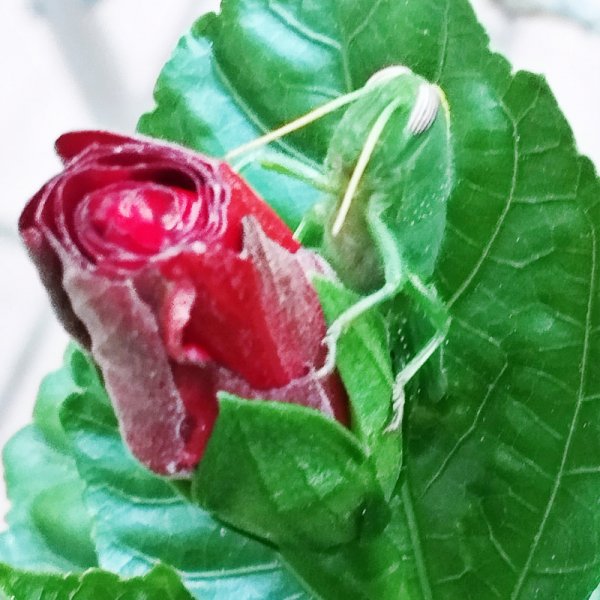 iminy & Rosie 23Jul 25.jpg