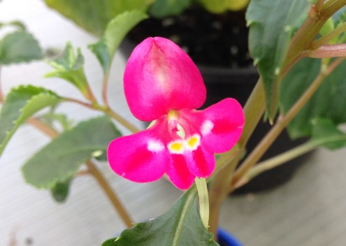 imp kili x pseudo 3.jpg