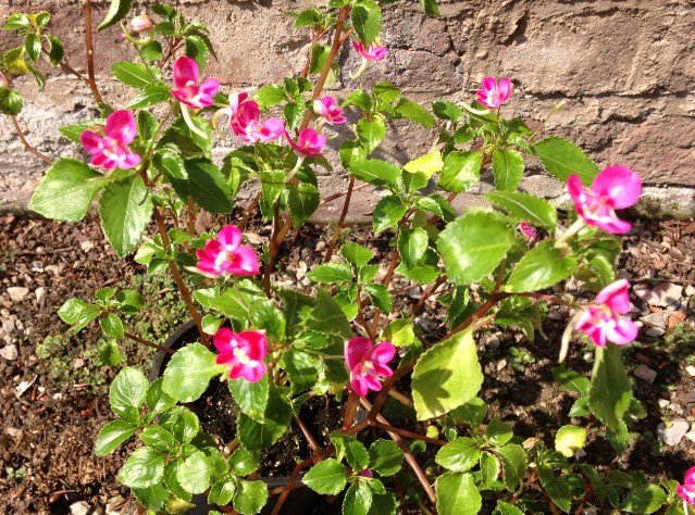 Imp kili x pseudo.jpg