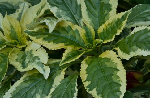 Imp. niam variegata.jpg