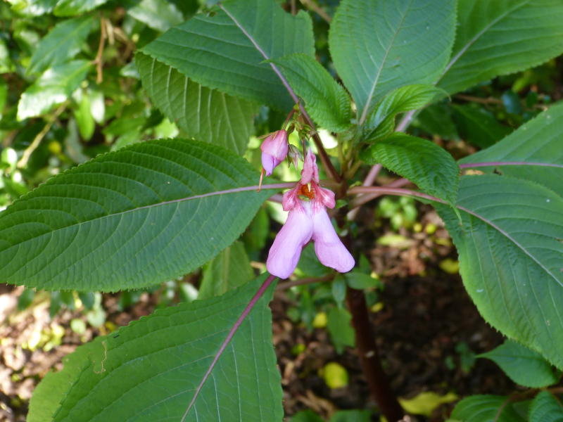 Impatiens flaganae.JPG