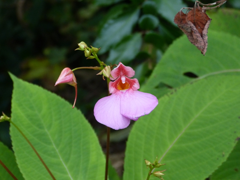 Impatiens flanaganae 2017a.JPG