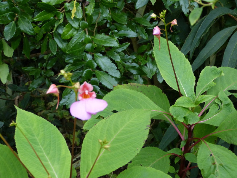 Impatiens flanaganae 2017b.JPG