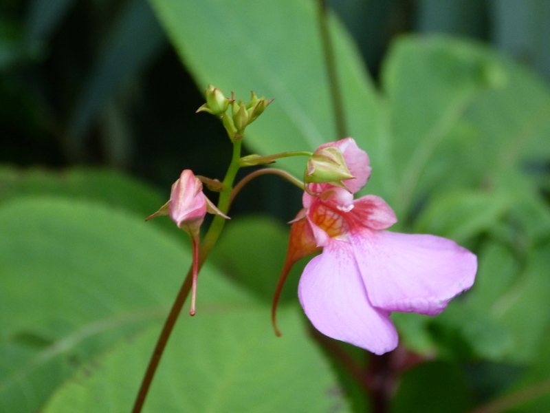Impatiens flanaganae 2017d.JPG