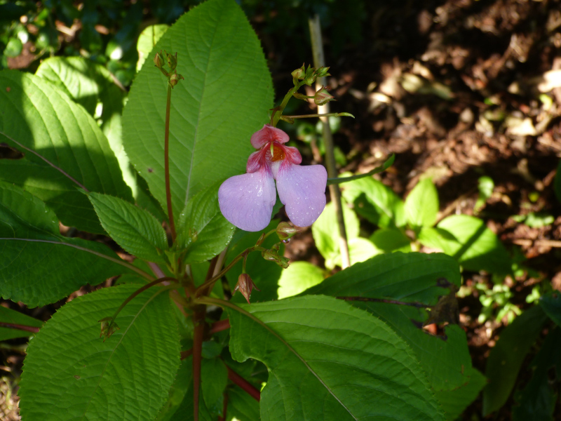 Impatiens flanaganae.JPG