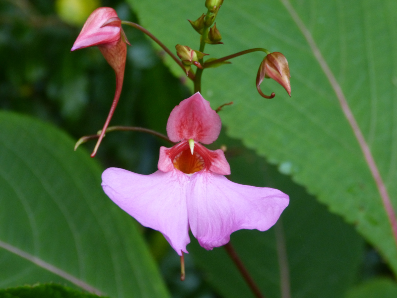 Impatiens flanaganae.JPG