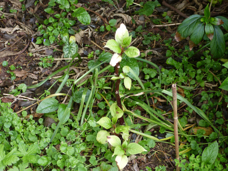 Impatiens flanaganae.JPG